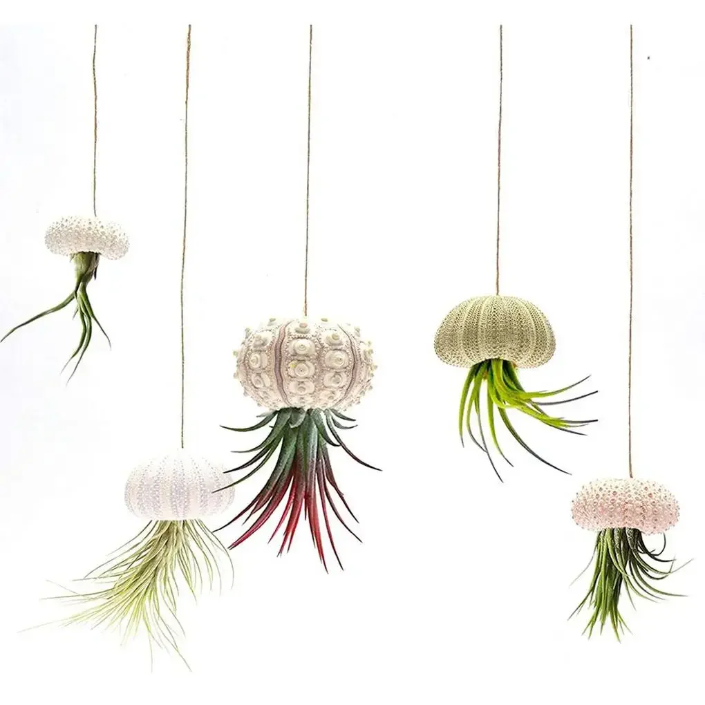 Natural Sea Urchin Shell Sea Snail Air Ananas Bonsai Paesaggistica Decorazione Della Casa Artigianato Sea Urchin Shell Flower Pot