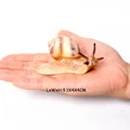 Snail