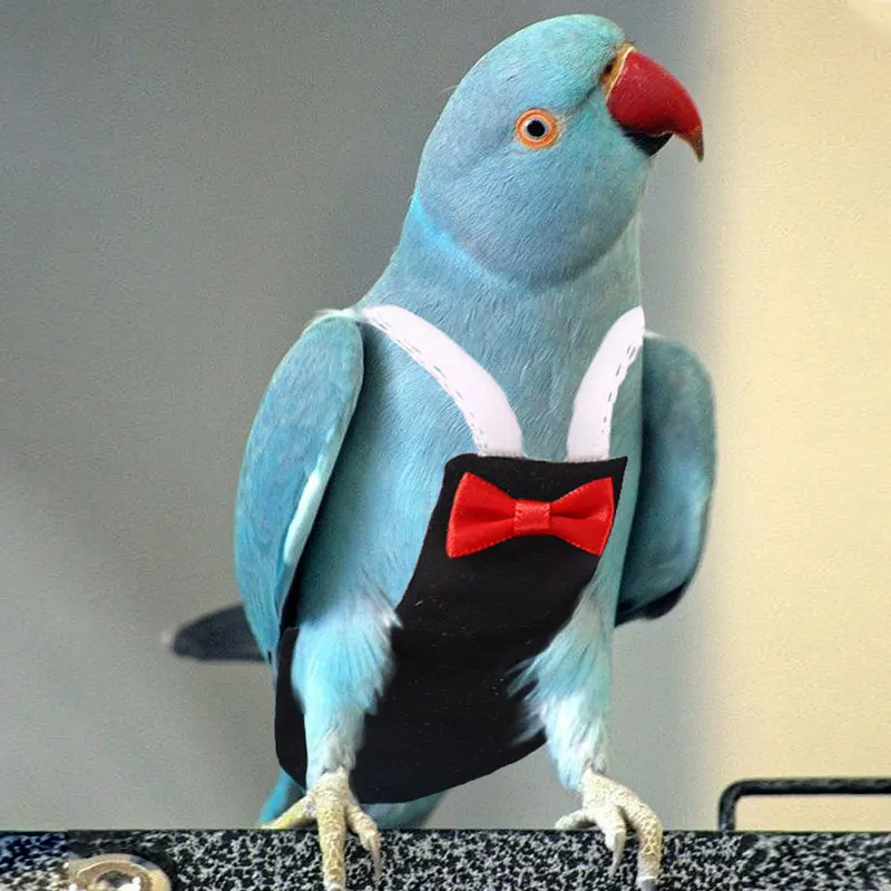 Title 4, Parrot Diaper with Bowtie Cute Colorful Fruit F...