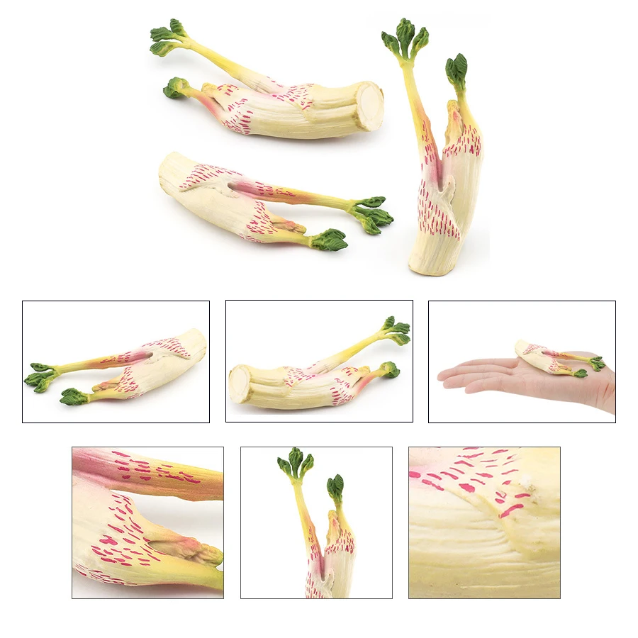 Realistische Gemüsemodellfiguren Kohl, Karotte, Zwiebel, Spinat, Mais, Butterbur, Sojabohnen, pädagogisches kognitives Lernspielzeug – Detail 15
