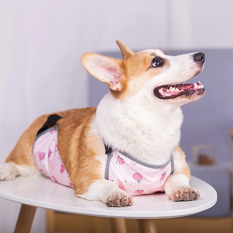 Dog clothes for Korji dog