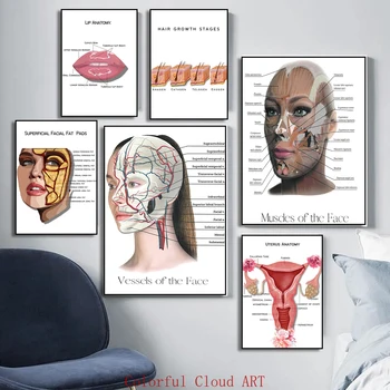 Female Facial Anatomy Poster 1