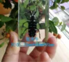 Resin Insect Bug Specimen Taxidermy Epoxy Resin Bug Spiders Beetles Specimen Model Scorpion Insect Crafts Decoration Ornament 5