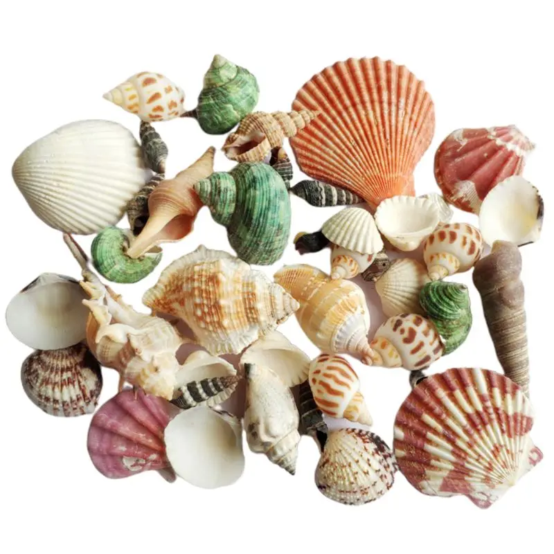 Natural Shell Ornaments 120g Natural Seashell Sea Conch Hermit House Aquarium Crafts Decorations