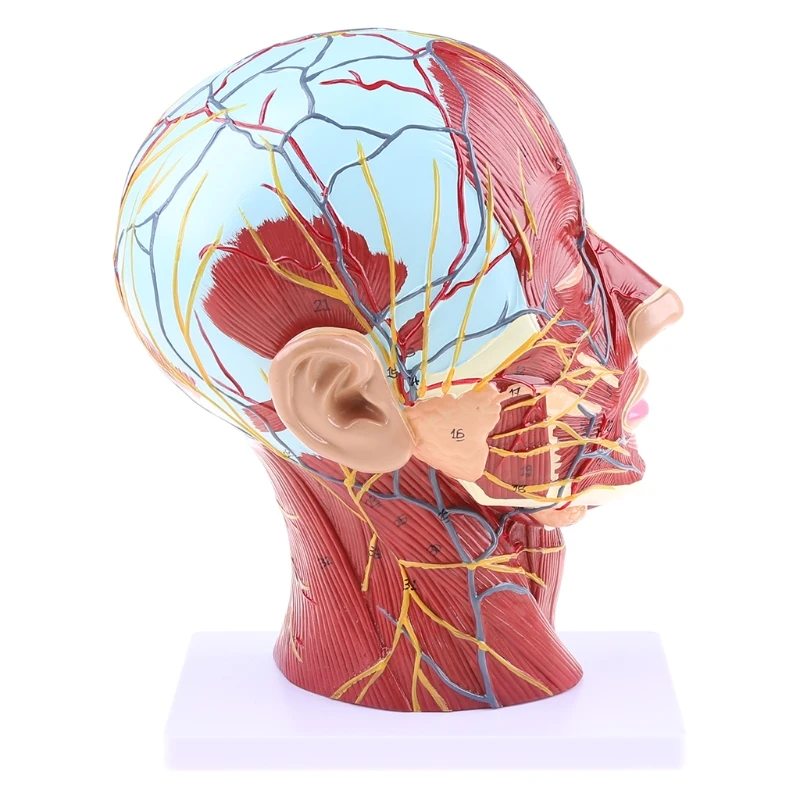 

2024 New Human Anatomical Half for Head Face Anatomy Medical Neck Median Section St