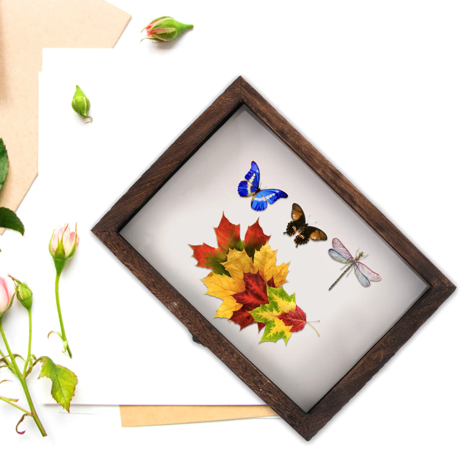 1 Set Wooden Insect Display Case Butterfly Specimen Display Box with ...