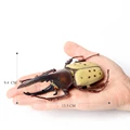 Dynastes hercules