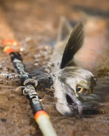 freshwater fly fishing