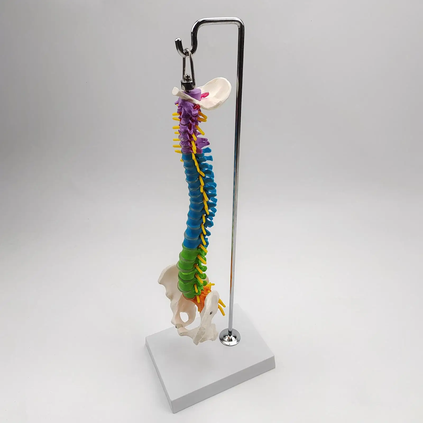 Life Size Flexible Spine Model with Vertebrae, Nerves, Arteries, Pelvis Column for Teaching Aid Biology Class