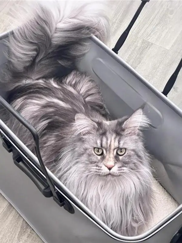 휴대용 차량용 대형 고양이 화장실, 물튀김 방지, 메인쿤용 오픈형 고양이 변기, 옥스포드 천, 휴대용 애완용품
