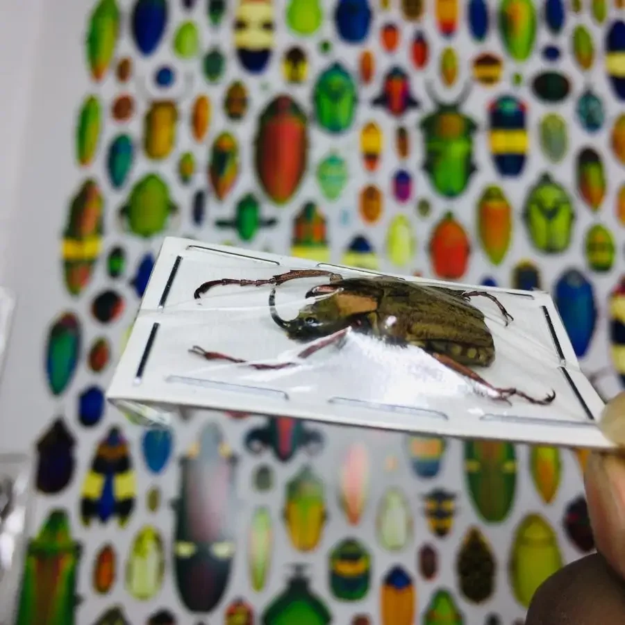 A/Real Insect Specimens Multiple Varieties of Wet Insects with Endless Pose Children's Gifts Student Popular Science Teaching 3