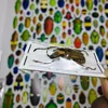 A/Real Insect Specimens Multiple Varieties of Wet Insects with Endless Pose Children's Gifts Student Popular Science Teaching 3