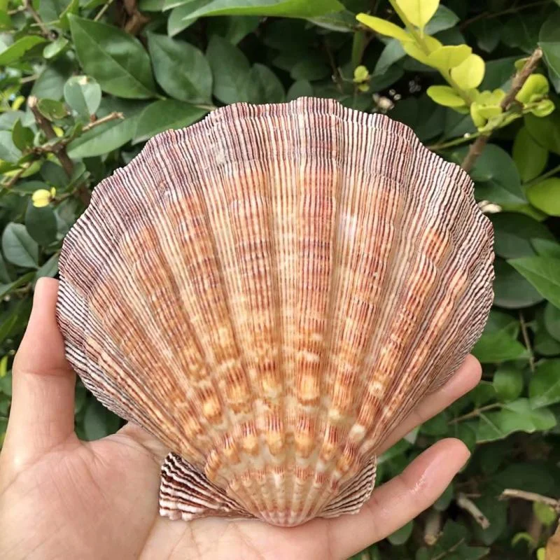 Natural Conch Lion Claw Shell for Fish Tank Decorations Aquarium Landscaping Mediterranean Style Ornaments