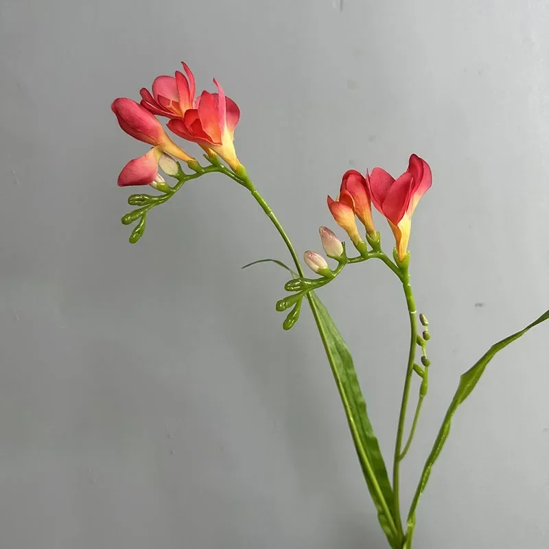 rose red