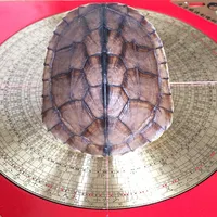 Real tortoise shell specimens play with scientific research and medicinal real tortoise shell ornaments household accessories 1