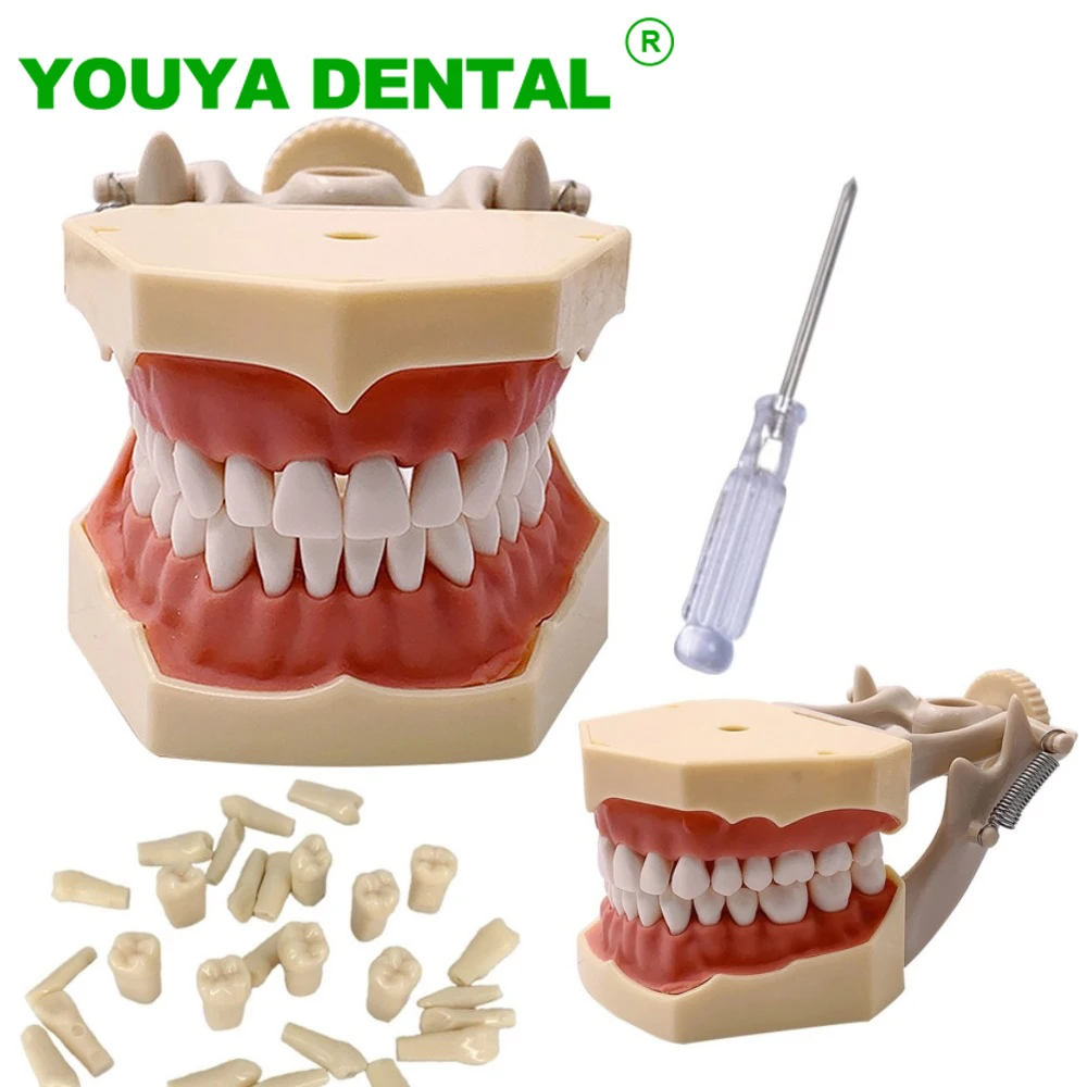 DentalModelTeethTeachingModelDentistryDemonstrationModelWithRemovable32teeth