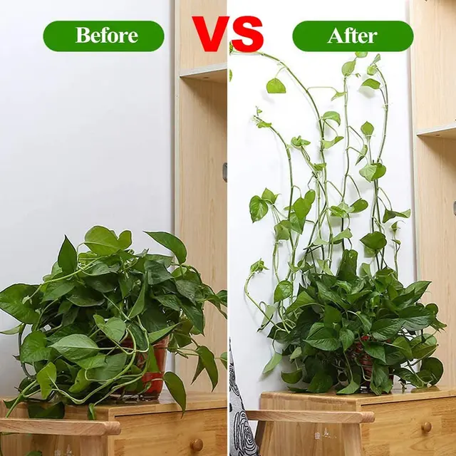Növényi Hegymászó Fali Klipek Szőlőcsathorog Rögzített Csat Hook Plant Stent Láthatatlan Szőlőmászó Konzol - Image 6