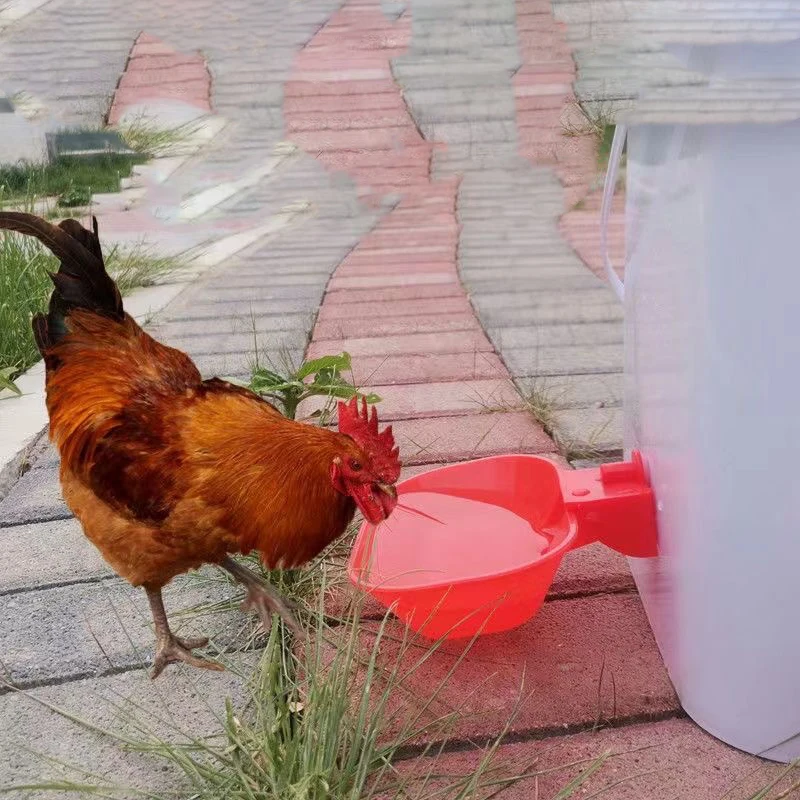 INNOLAND Futterautomat & Tränke Set Für Hühner – Automatische Versorgung Mit 6 Kg Futter & 8,5 L Wasser