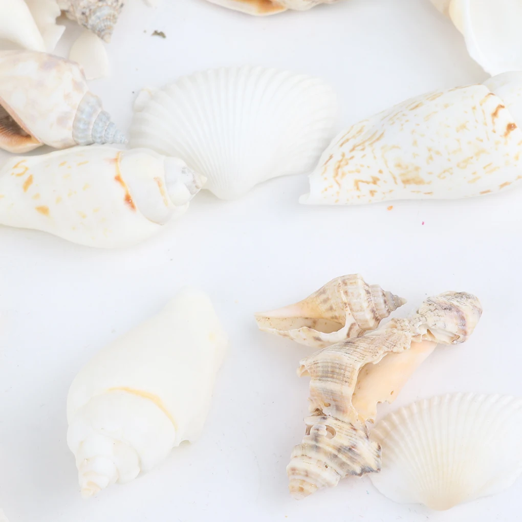 Natural Beach Shell Conch SeaShells for Aquarium Fish Tank Landscaping Decoration 200g/pack natural shell ornaments