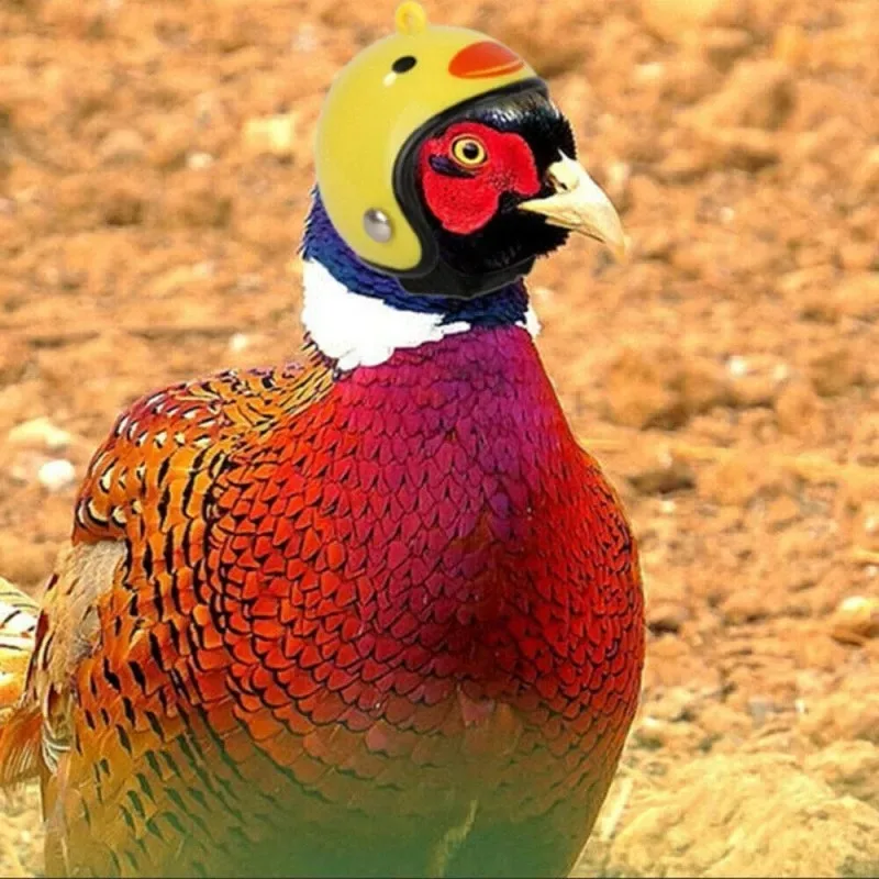 

1pc Funny Chicken Helmet Pet Protective Gear Sun Rain Protection Helmet Costumes Accessories Bird Hens Small Pet Supplies