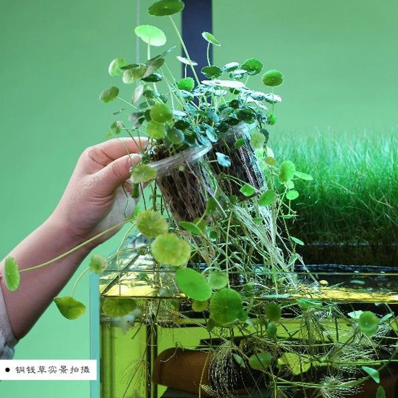 Vaso Per Piante Acquario Con Ventose - Tazza Trasparente Per Piante Acquatiche