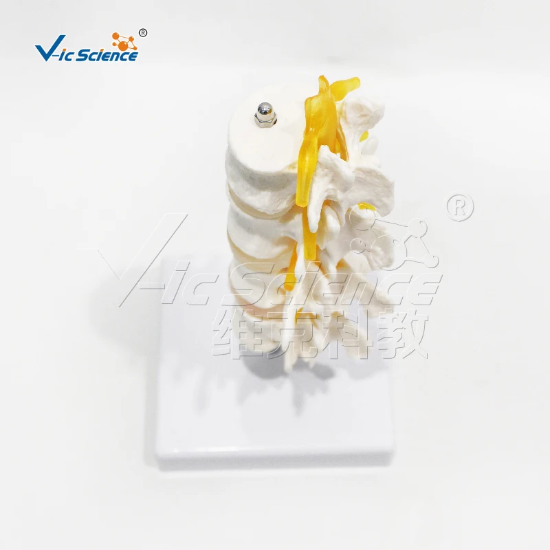 Medical science Four-segment lumbar model