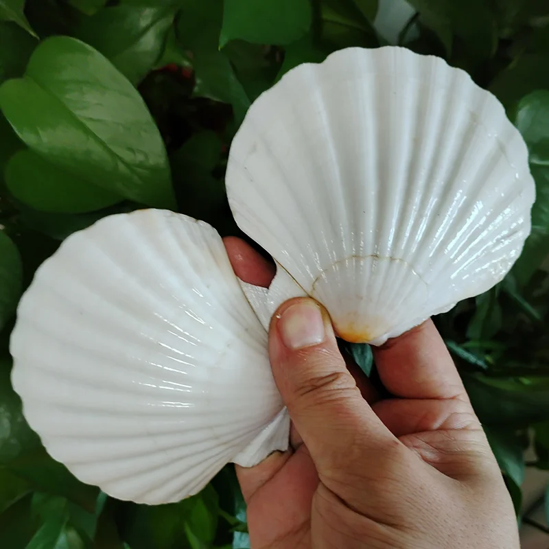 2 pcs טבעי כתום אריה אפיית פגזים ים קונצ 'ים לבן פגז פגז'