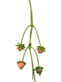 Green pink berry