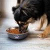 Dog Bowls Stainless Steel Dogs Feeding Bowls With Non-Slip Silicone Sole Dog Food Water Bowl Pet Bowl Dog Dishes For Dog Cat Pet 3