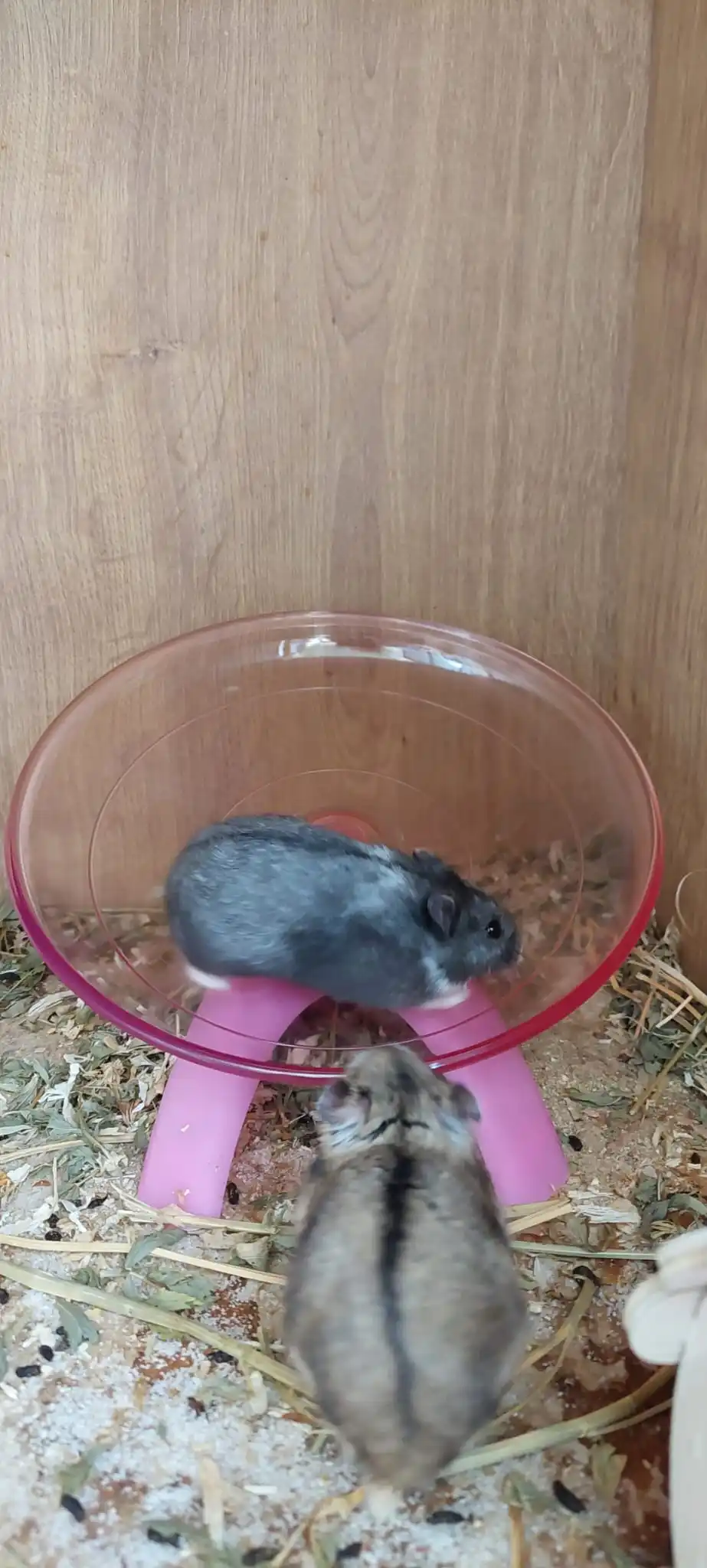 Title 18, Pet Hamster Running Wheel Mute Flying Saucer St...