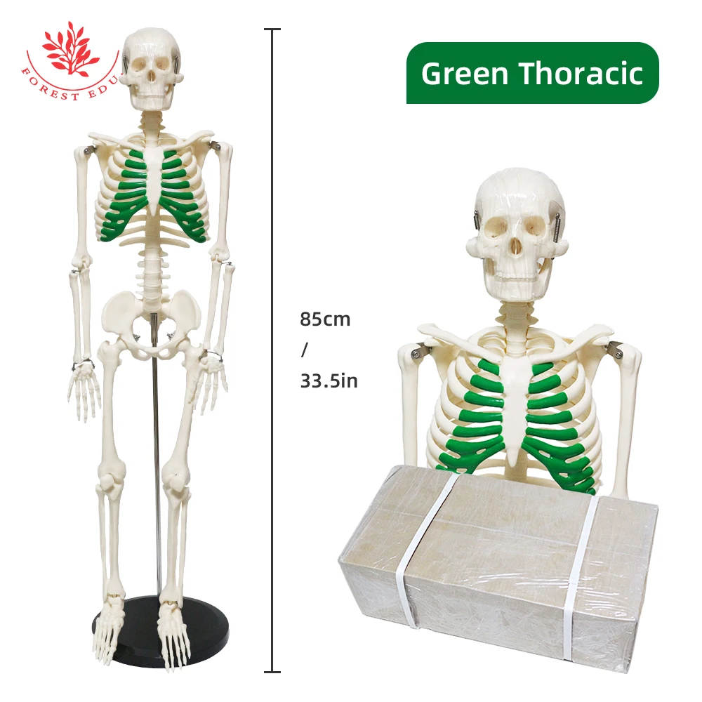 Human Skeleton Model FRT012 Medical Science 85cm Green Thoracic Clinic Pvc Material Education Teaching Research Demonstration