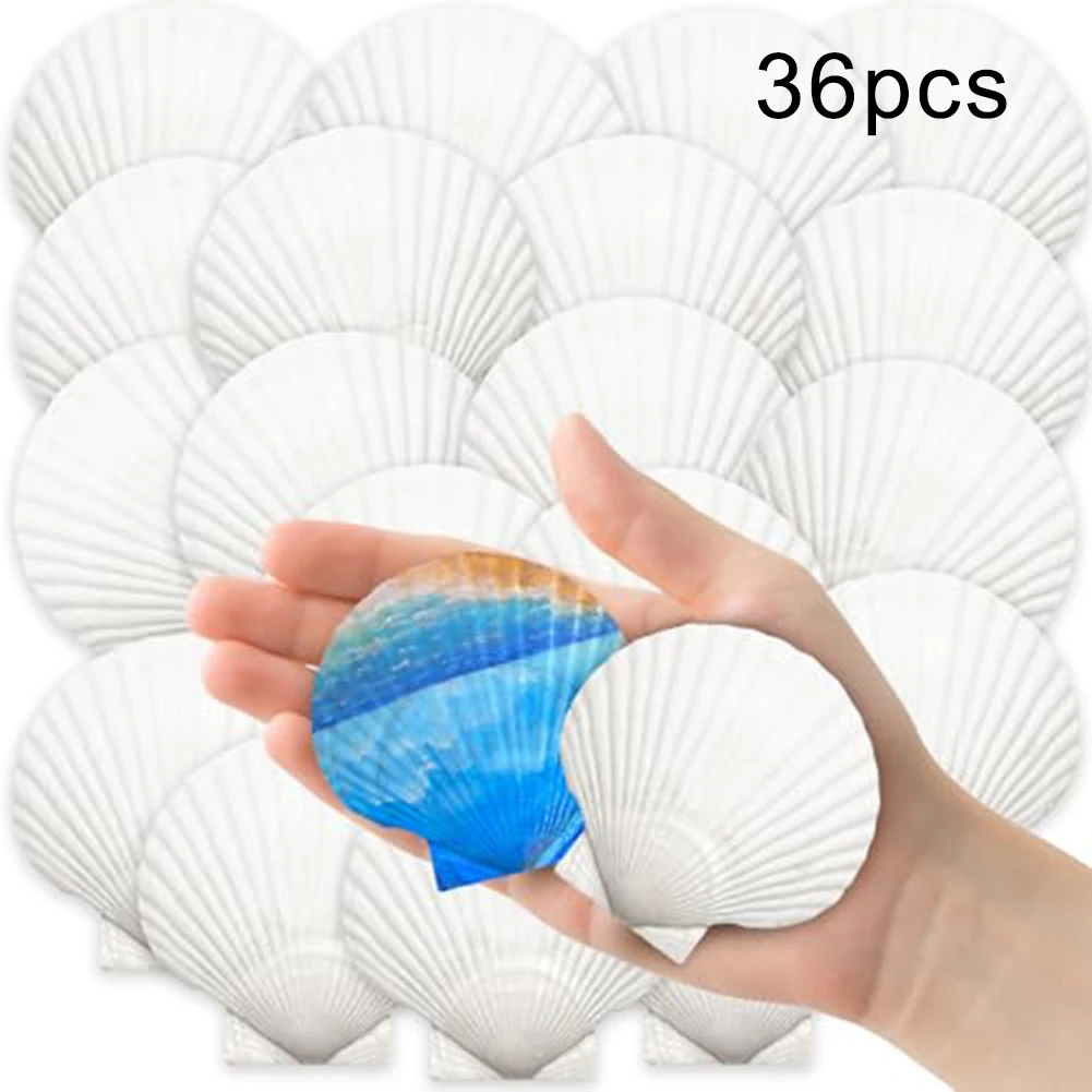 36 יחידות של צדפות טבעיות בגודל 2''-3'' למלאכות DIY, קישוטי חוף, חתונות מתאימות ליצירת תכשיטים דקורטיביים / אומנותיים