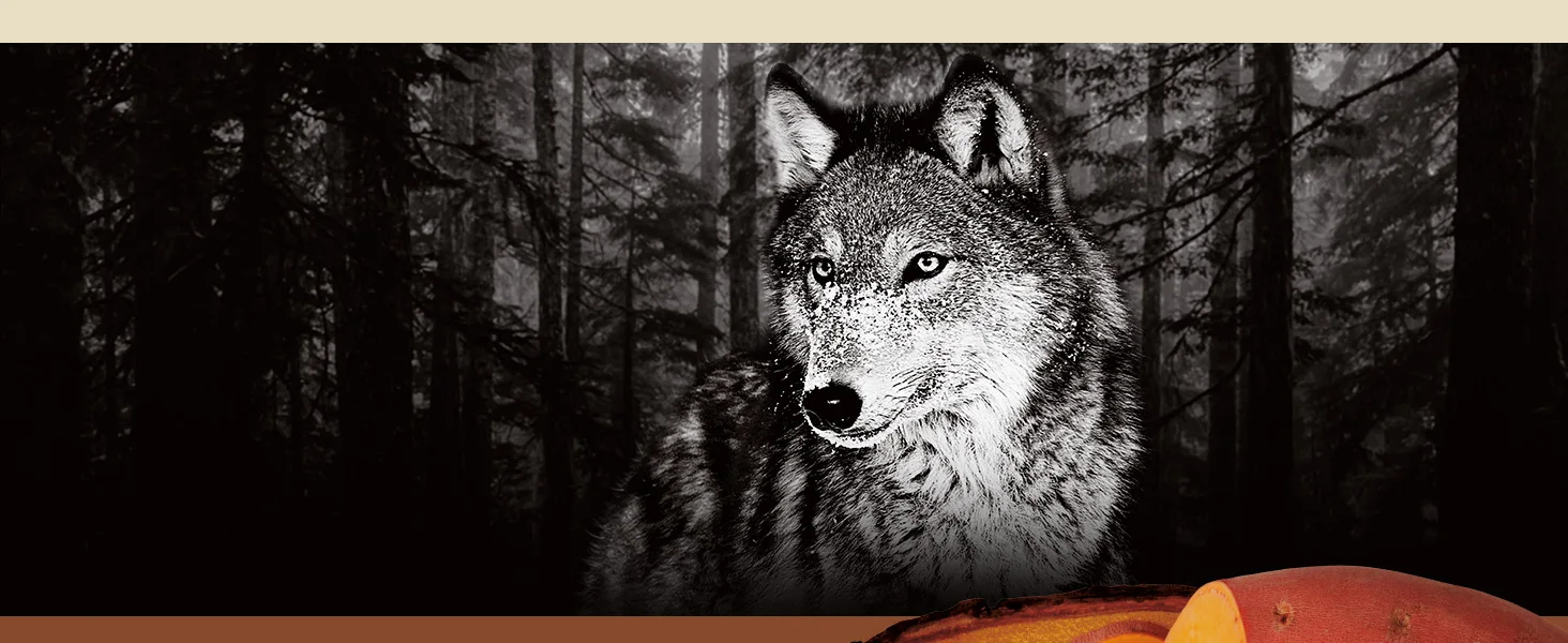 Photo of a wolf staring off into the distance