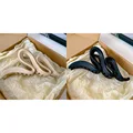 2 pcs set1