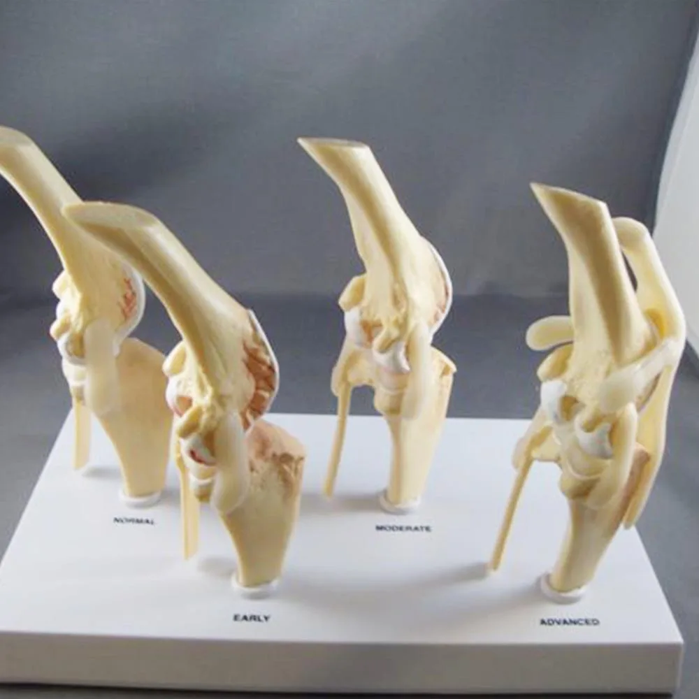 Canine Knee joint Model Dog Joint model Life Size PVC Material Medical Science Artificial Anatomic Model