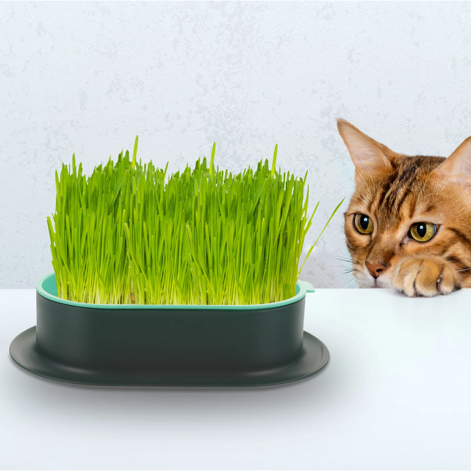 

Miniature Cat Litter Box Indoor Plant Pots Catnip Hydroponic Tray Plastic Grass