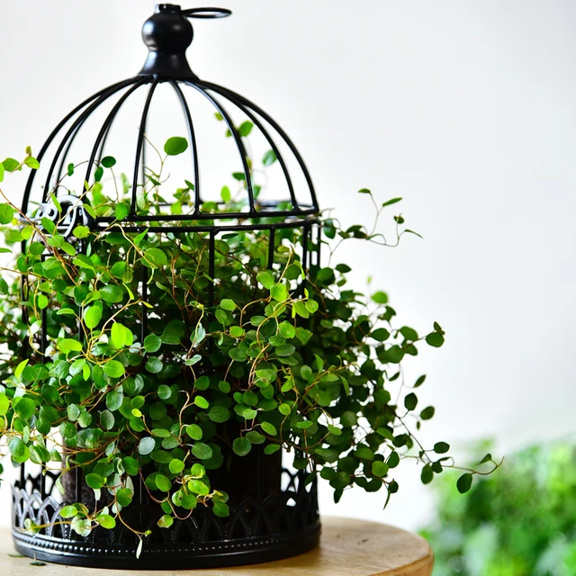 Petite Cage à Oiseaux de Jardin Intérieur Extérieur Carrée en Fer