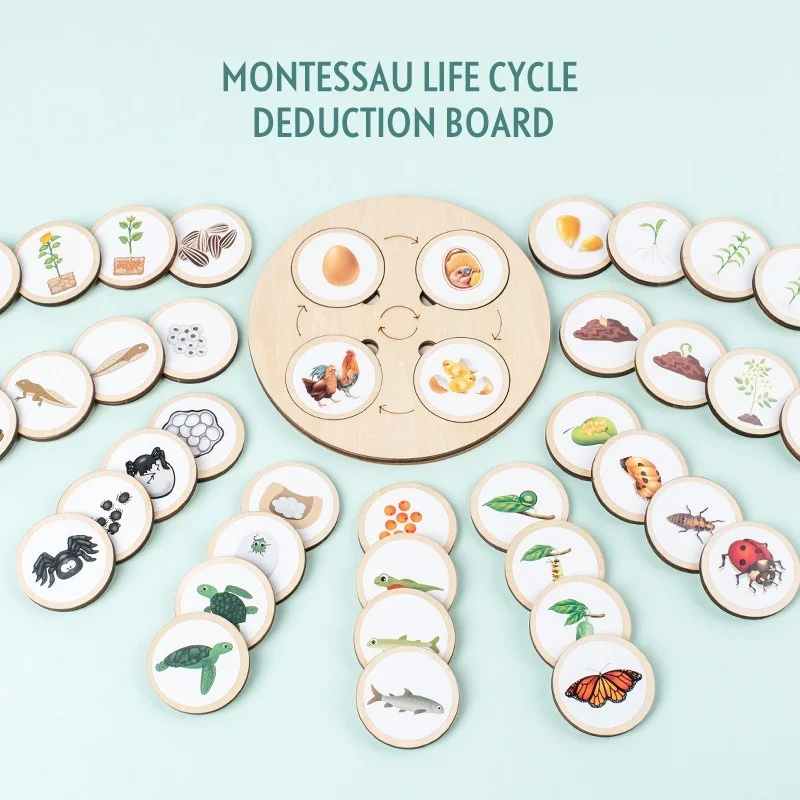 

2022 Montessori Life Cycle Tray Wooden Enlightenment Children's Toys DIY Puzzle Fish Turtle Life Course Montessori Wooden Toys