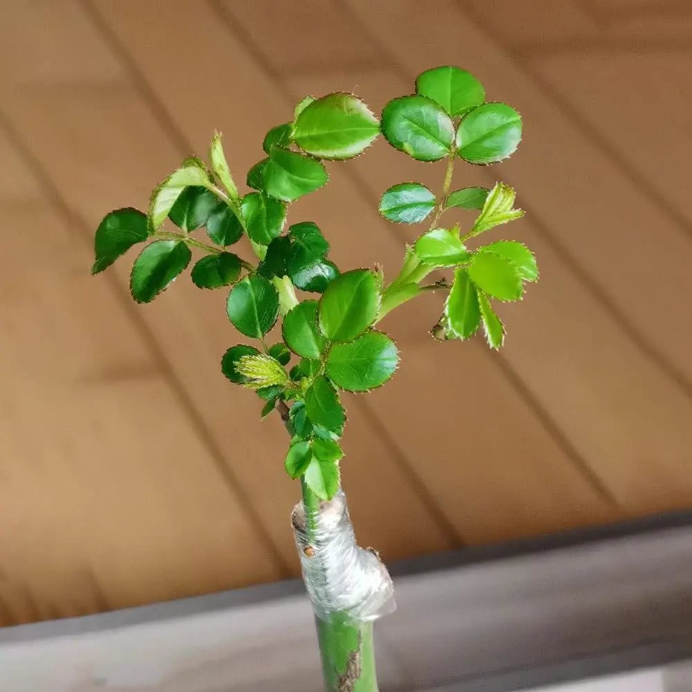 Grafting Tape 1PCS PE Flexible Grafting Tape Film Self-adhesive Garden Tree Roll Tape Graft Trees Plants Graft Stretchable 3/4cm Width