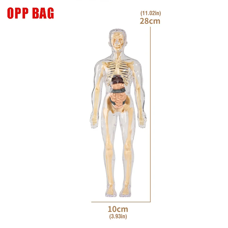 Model anatomiczny człowieka 3D Montessori, zabawka edukacyjna dla dzieci, symulacja biologiczna, nauka o organach, narzędzia do nauki ciała STEM