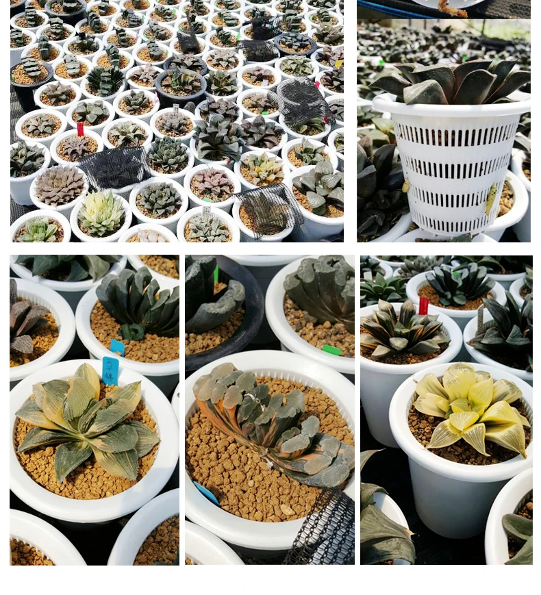 Meshpot Weiß 4,7 Zoll Kunststoff Blumentöpfe mit Löchern Sukkulenten Pflanzer Catus Pot Doppelschicht Home Pflanzen Container Urlaub Geschenk – Detail 12