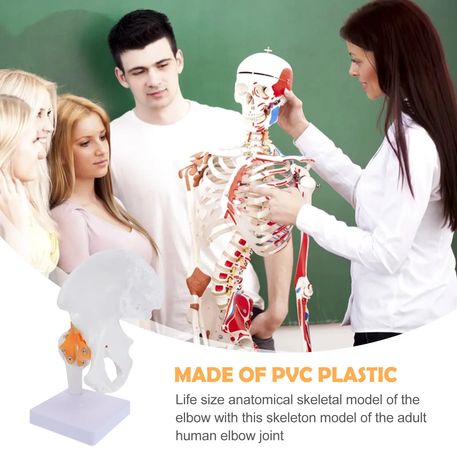 1개 해부학적 PVC 학습 교육용 보조 도구 인간 고관절 뼈 성인 관절 모형