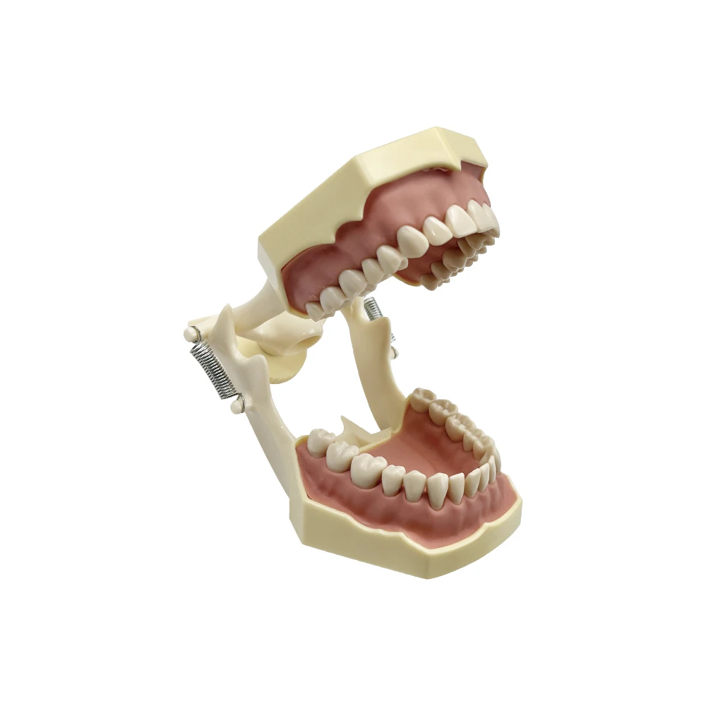 NISSIN 歯牙取外し可能 頭蓋骨模型 NISSIN 歯牙取外し可能 頭蓋骨模型