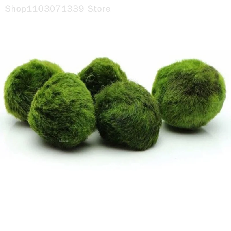 Title 6, 3-4cm Marimo Moss Balls Live Aquarium Plant Alg...