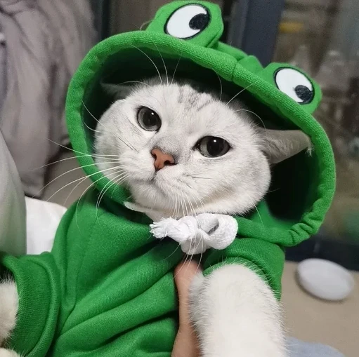 1 Stück Froschförmige Haustierkleidung, warmer Haustier-Hoodie, niedlicher Cartoon-Hunde-Hoodie, geeignet für kleine und mittelgroße Hunde und Katzen – Detail 6