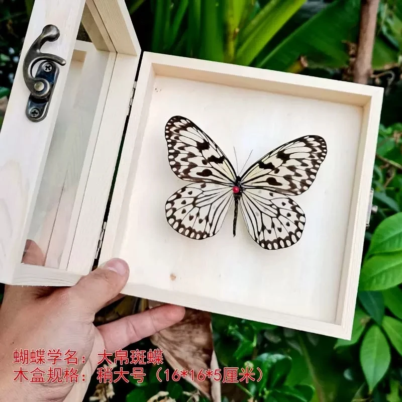 Real Butterfly Specimen,Frame,Butterfly Display Box,Set Up Stage for Children's Education,Popularization of Science,BirthdayGift 3