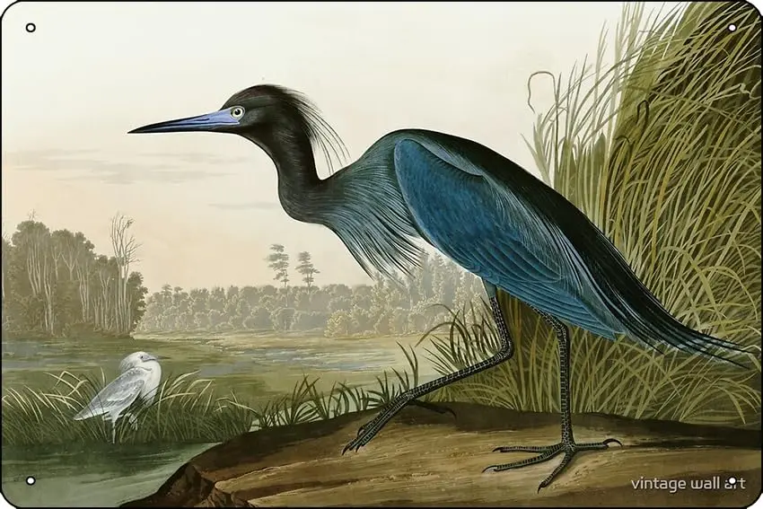 

Little Blue Heron - John James Audubon;s, птицы Америки, Художественная печать, плакат, металлический жестяной знак, Веселый домашний художественный Настенный декор