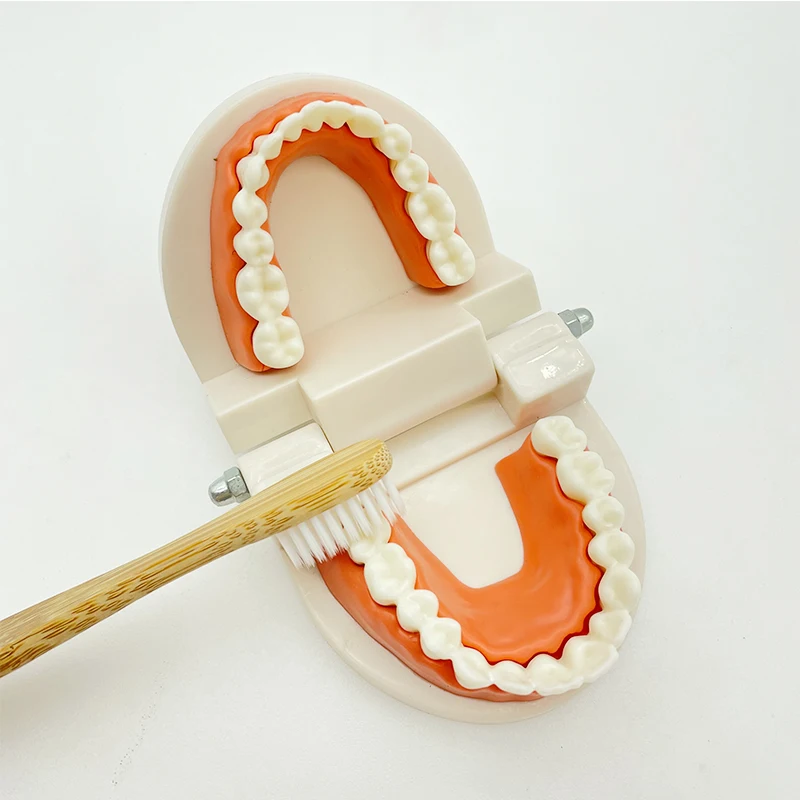 Montessori Educational Toys for Children Early Learning Kids Intelligence Brushing Tooth Teaching Aids Simulated Practical Life - 5
