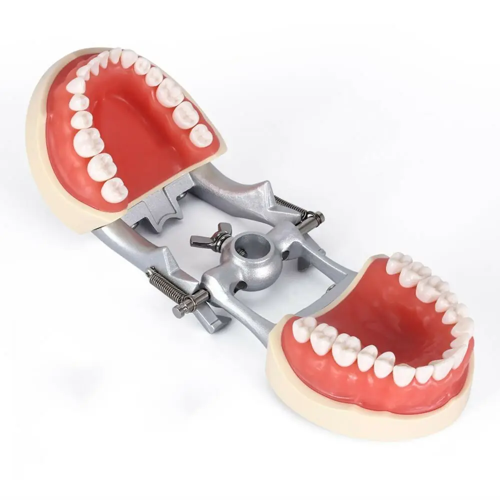 Dental Teaching Model With Removable 32pcs Tooth For Kilgore NISSIN 200 Type For Teaching Demo