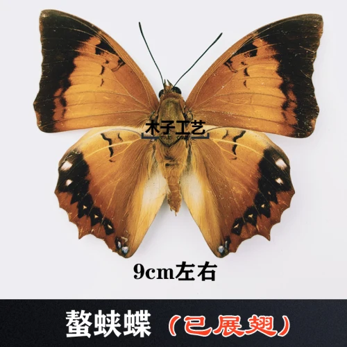 Real Butterfly Specimen Insect Specimen Teaching Specimen DIY Self-sealing Bags Optional Varieties  home accessories 